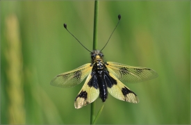 <p>PLOSKOROH PESTRÝ (Libelloides macaronius)- jižní Morava ---- /Östlicher Schmetterlingshaft/</p>